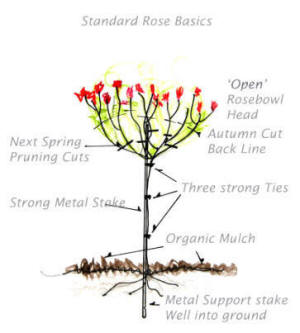 How to suppoert and tie a standard rose to stake